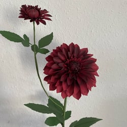 Dahlie aus Papier