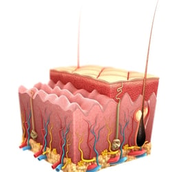 Epidermis draft 3