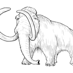 Mammut