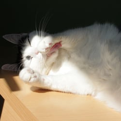 Bastet the Cat 2012 Teil 06