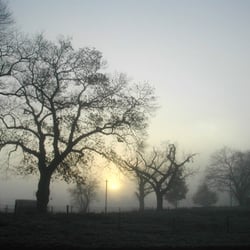 nebel