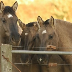 three brothers