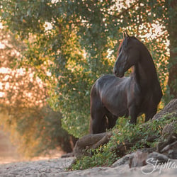 Tierfotografie StephanieBaer  0011