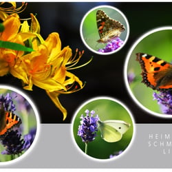 Heimische Schmetterlinge