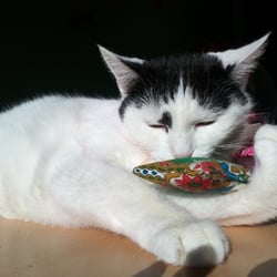 Bastet and her Catnip..