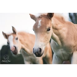 Tierfotografie StephanieBaer  0002