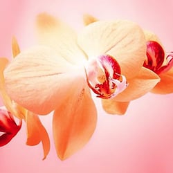 Orchidee