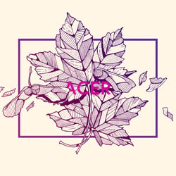 Acer – Bergahorn