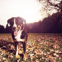pets