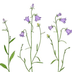 Glockenblume