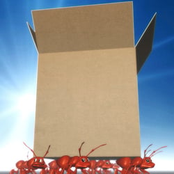 Transportameisen