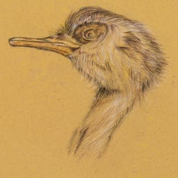 Der Nandu  |  Zooskizze mit Bleistift + Farbstift