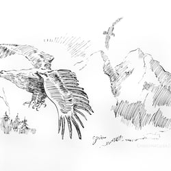Adler Tusche Illustration