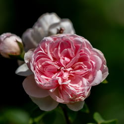The McCartney Rose