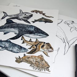 Hai-Illustrationen für das ARTE Magazin