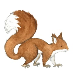 Eichhörnchen