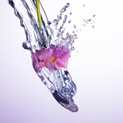 Splash Gerbera