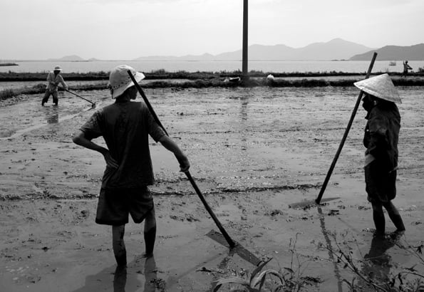 Reisbauern in Südvietnam