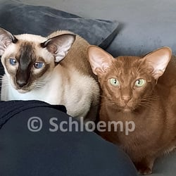 Katzen