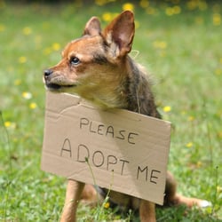 Tierheimsponsoring & Adoption