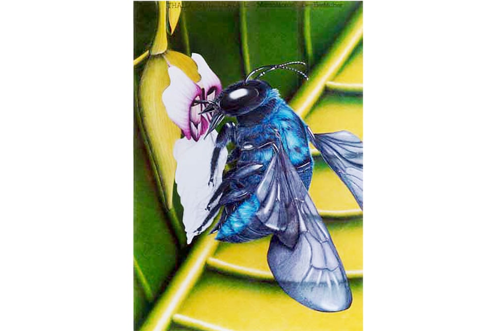 Australische Biene auf Thalia geniculata L. (Format 70 × 100 cm)