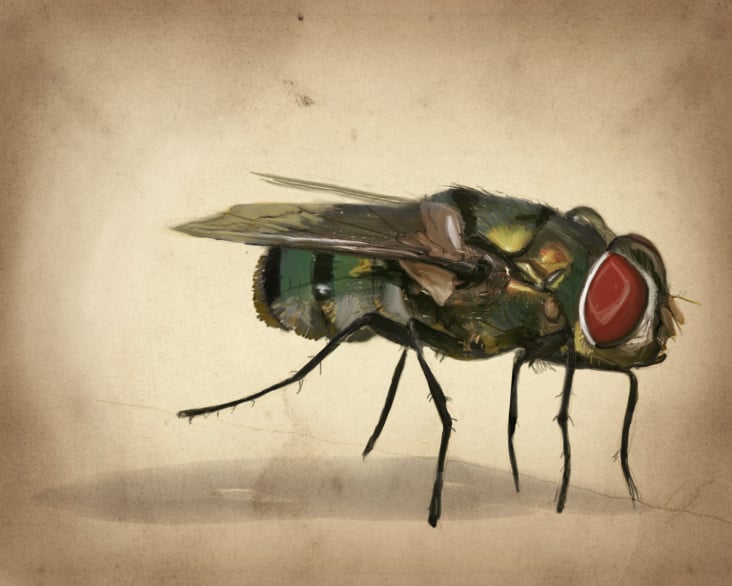 Fotomontage Fliege