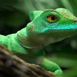 Lizard