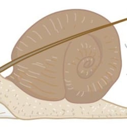 Klett Schnittpunkt Mathematik – Schnecke