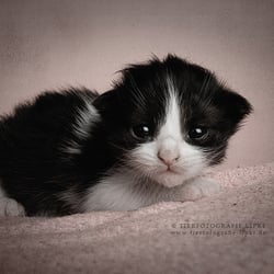 Mix Kitten