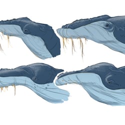 Character sketches / Whale