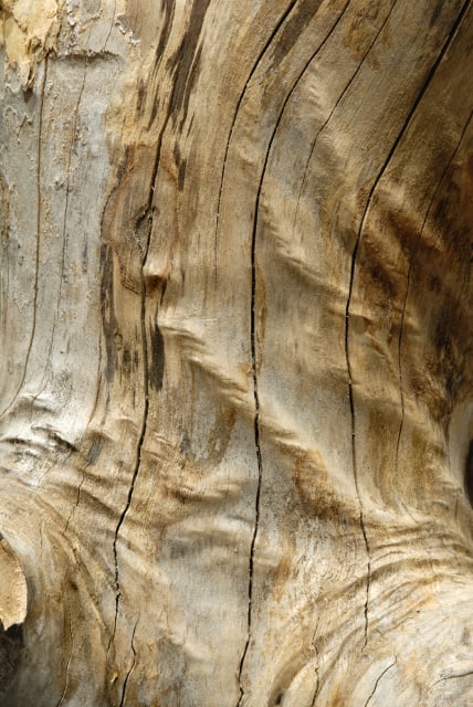 Holz Torso