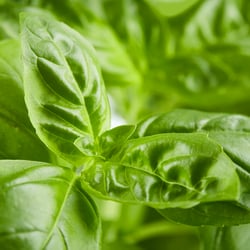 ISA Studios – Foodfotografie