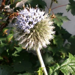 Natur 2012 Blumen