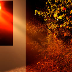Light Night Nature / Licht Nacht Natur
