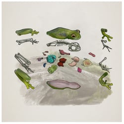 Explosionsfrosch, Web-Dok Frogs & Friends e.V