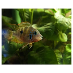 Fisch-Portrait