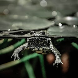 Frosch