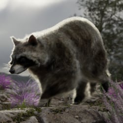 Animierbares Waschbär-3D-Modell (Kunde: AnomalyVideo, für AffinitySteel Superbowl Ads)