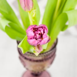 Tulpen