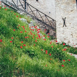 ROTER MOHN – Johannes Ziegler Analog Fotografie