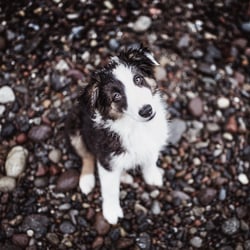 Bailey