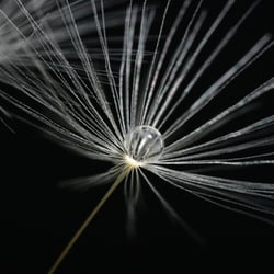 Pusteblume auf schwarz