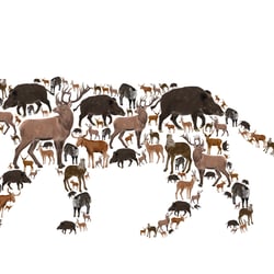 Infografik „Beutetiere des Amur-Tigers“