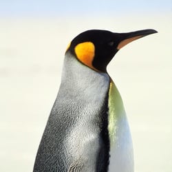 01-king-penguin-antarctica