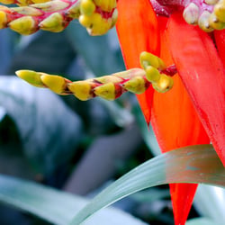 Blüte