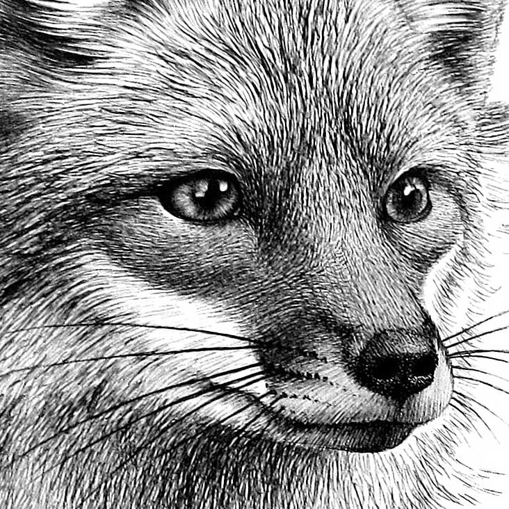 Fuchs