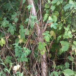 Natur 2012 Bäume