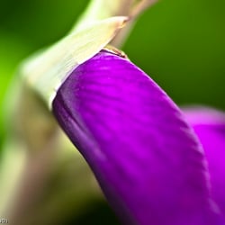 Blumenbild (23 von 60)
