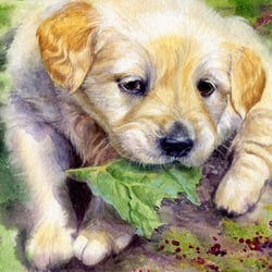 Welpe – Aquarell