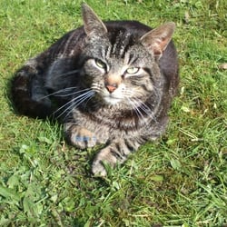 Cat and Nature..